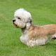 Dandie Dimont terriër