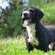 Perro de Agua Espanol