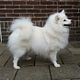 Keeshond middenslag