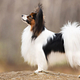 Vlinderhondje