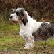 Petit Basset griffon vendeen