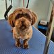 Shi tzu scheren