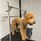 FULL GROOM