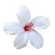 PRINCESS DIANA (female)