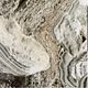 Seacoral marble