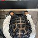 Men’s Box Braids