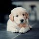 Dog Consultation