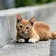 Cat Consultation