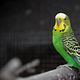 Bird Consultation