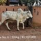 Cow 6 - Set 211124