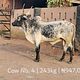 Cow 4 - Set 211124