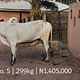 Cow 5 - set 211124