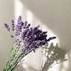 Lavender dreams