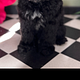 Puppy groom