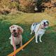 Extended Walk