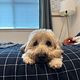 Overnight Pet Sitting