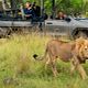 Akagera National Park Tour.