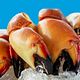 Stone Crab - Large