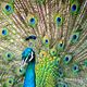 Peacock Creative Painting + Wine