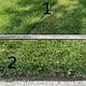 Yard cut w/ defined edging