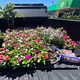 Flower planting (only flowers)