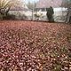 Leaf removal