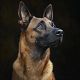 Private Dog Training Session