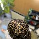 ladies - smedium braids/twist