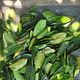 Soursop leaves