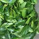 Naseberry leaves