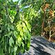 Pepper elder