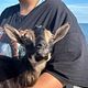 Goat Snuggles