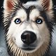 Baño Prémium Husky