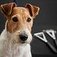 Stripping Fox / Lakeland Terrier