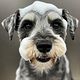Mediano Baño Prémium Schnauzer