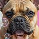 Baño Prémium Bulldog F