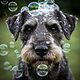 Gigante Baño Prémium Schnauzer