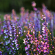 Spring Radiance Ritual