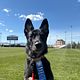 AKC Canine Good Citizen Prep Course