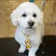 Mini Groom