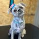 Mini Groom