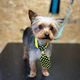 Full Standard Groom