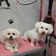 Full Grooming Package - Dogs