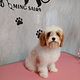 Puppy's First Groom