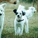 Puppy Training