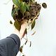 Repotting
