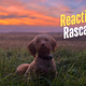 Reactive Rascals Behaviour Package