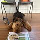 Mannered Mutts Workshop