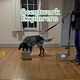 Scentwork Explorers - New Term