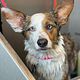 Corgi treatment